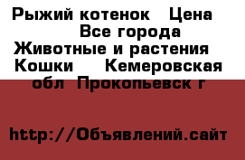 Рыжий котенок › Цена ­ 1 - Все города Животные и растения » Кошки   . Кемеровская обл.,Прокопьевск г.